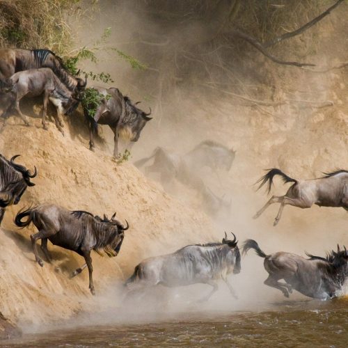 37894wildebeests-crossing-mara-river-serengeti-national-park-1920x1080
